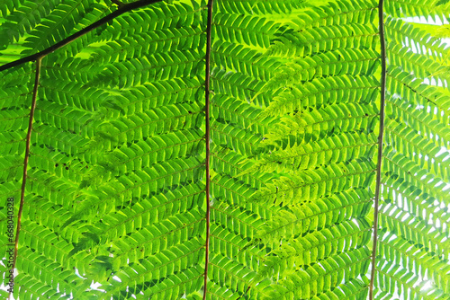 green fern leaves texture