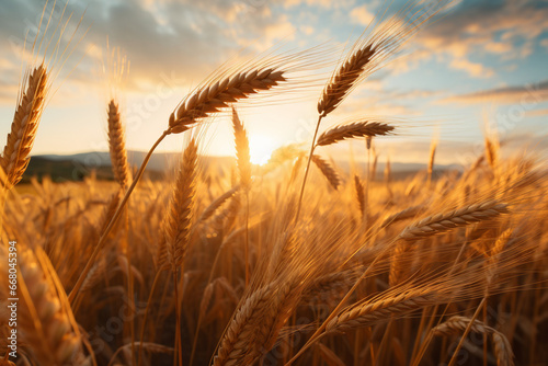 field of wheat © Nature creative