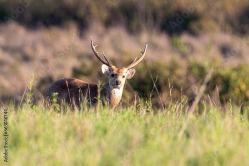 A male gazelle stands in the grass in Thung Kramang Animal Sanctuary. Chaiyaphum Province, Thailand photo