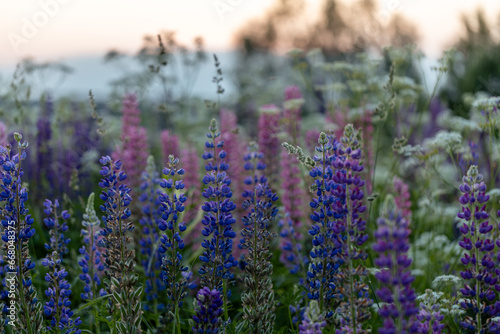 Lupine flowers in a foggy field during sunset in the Moscow region
