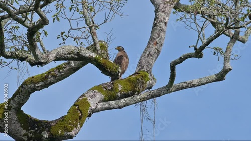 Seen perched on a branch of a big tree from a distance looking to the left and preening itself, Crested Serpent Eagle Spilornis cheela, Thailand photo