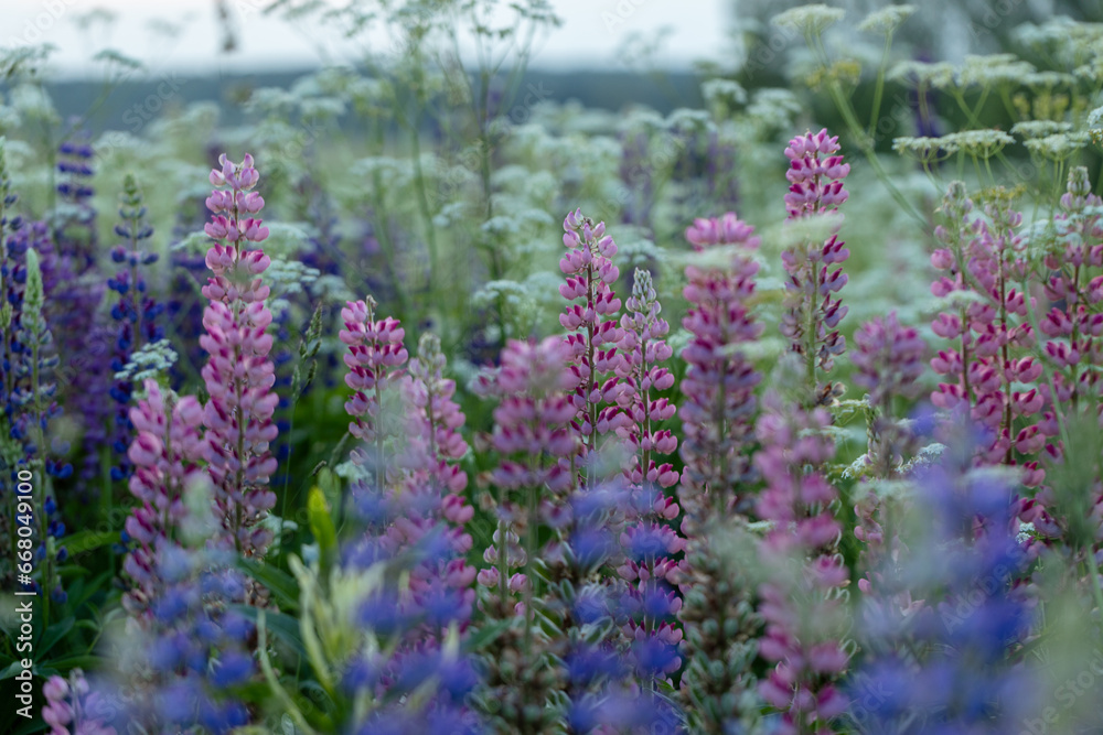 Obraz premium Lupine flowers in a foggy field during sunset in the Moscow region
