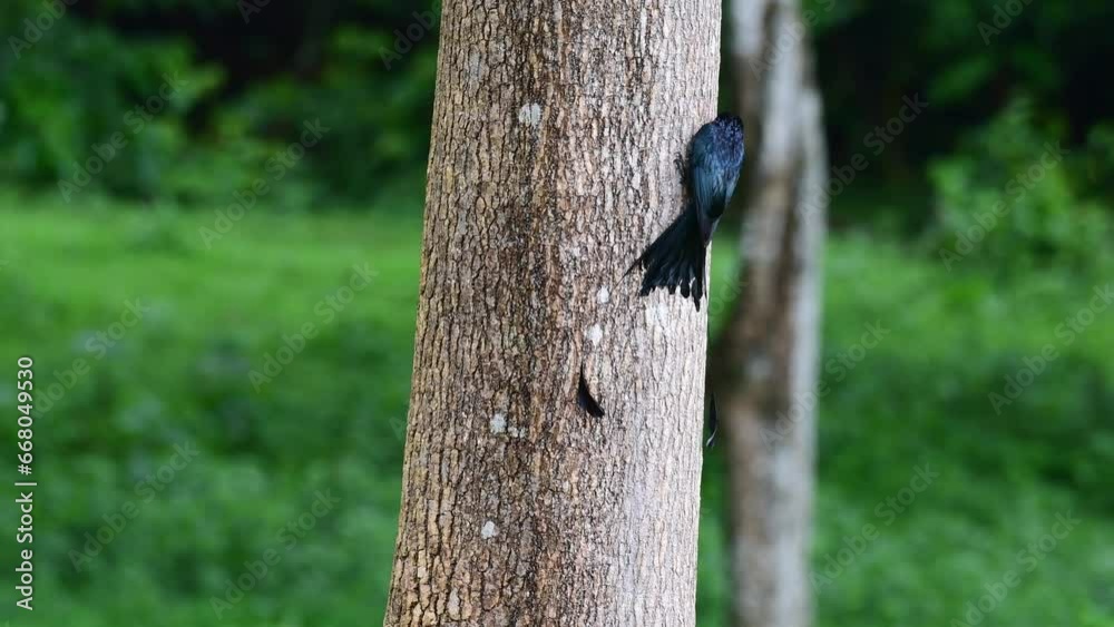 A Racket Tree Vidéo Stock Zoom out of this bird while foraging for some insects on ...