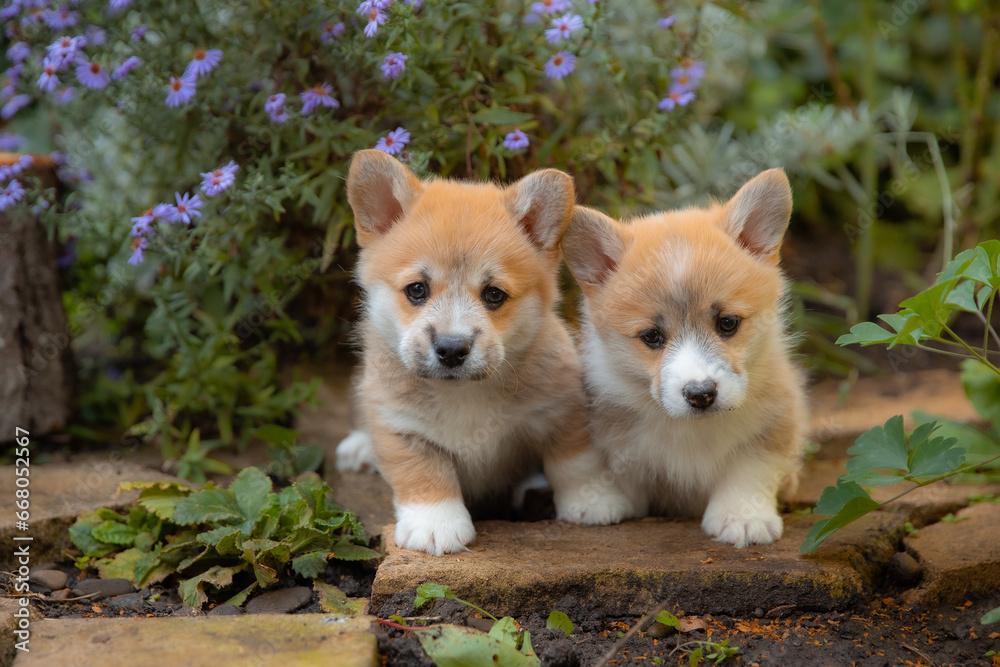 a group of cute Welsh corgi puppies are sitting on a walk in the summer a group of cute Welsh corgi puppies are sitting on a walk in the summer