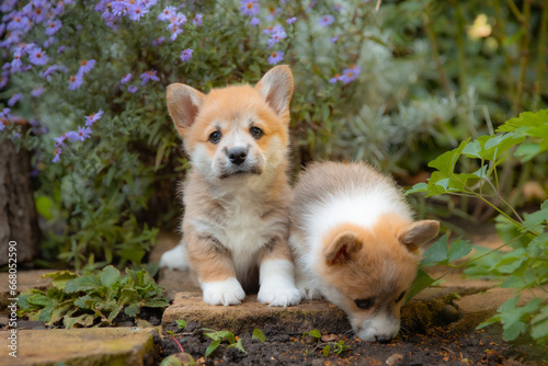 a group of cute Welsh corgi puppies are sitting on a walk in the summer © Olesya Pogosskaya