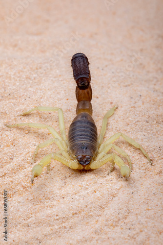 Parabuthus - Burrowing Thick-tailed Scorpion.