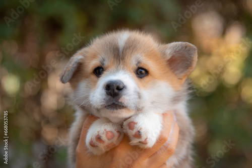 hands holding a very cute welsh corgi puppy on a walk in the summer
