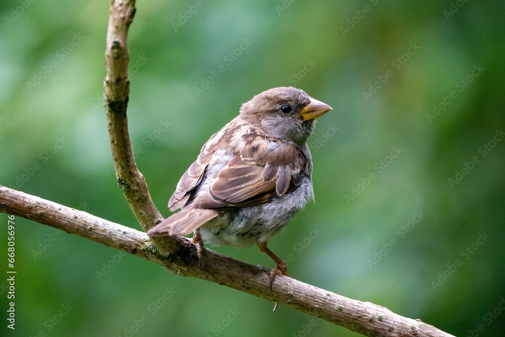 A selective focus shot of a sparrow sitting on a thick branch, birds in the wild, forest, look orange, green.