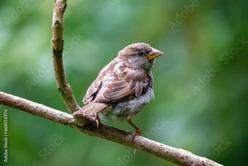 Obraz na płótnie A selective focus shot of a sparrow sitting on a thick branch, birds in the wild, forest, look orange, green. w salonie
