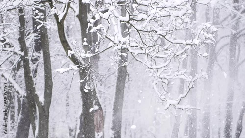 Snowstorm in the forest, winter landscape. Heavy snowfall in the city park. Winter landscape - a snow-covered park with beautiful trees, covered with hoarfrost