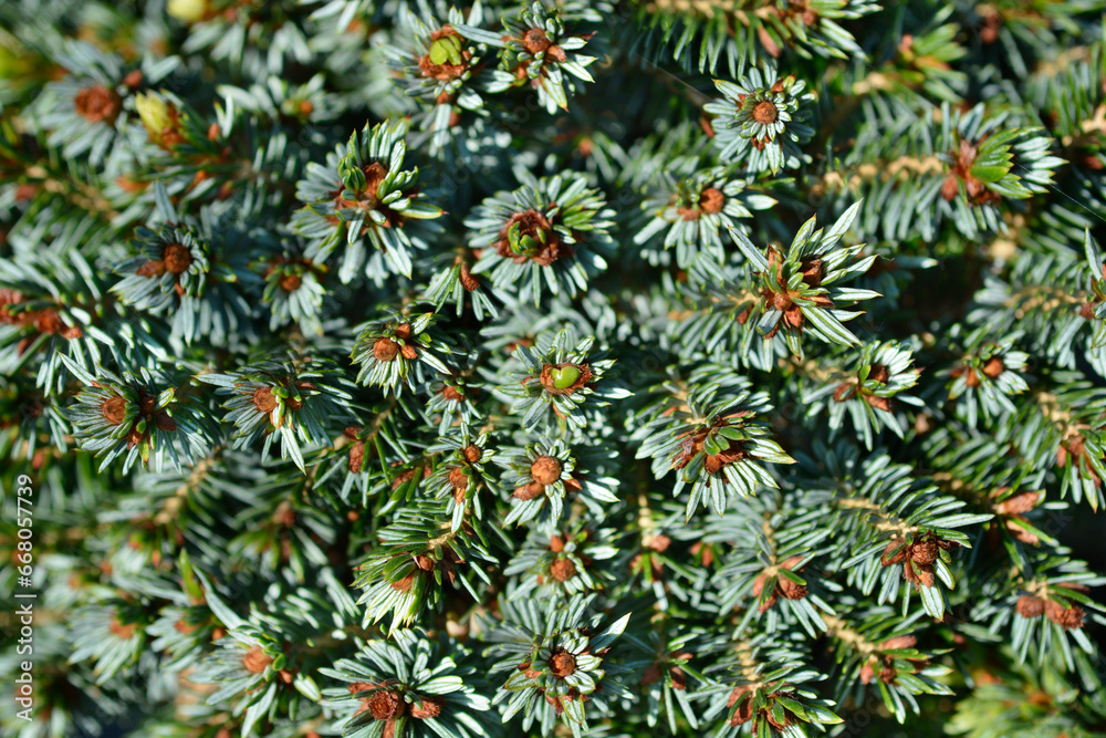 Serbian spruce Karel branches with buds
