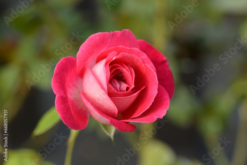 Hybrid tea rose Rose Perl flower