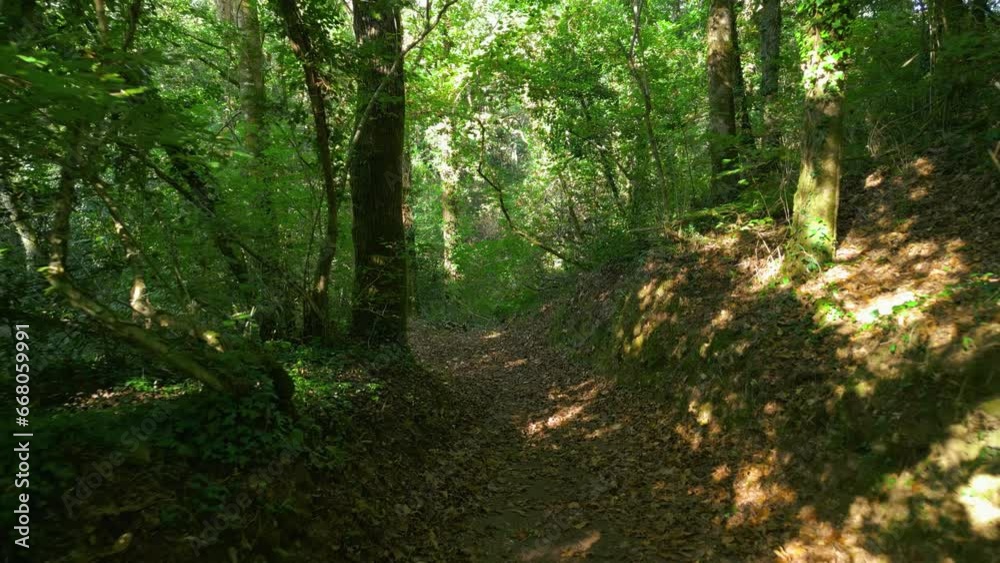 Forest Trail In Deep Woodland - drone pullback Forest Trail In Deep Woodland - drone pullback