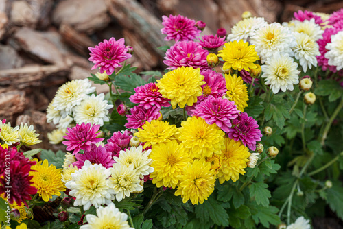 Wallpaper Mural Beautiful chrysanthemum bushes yellow, red, white, pink, red colors Torontodigital.ca