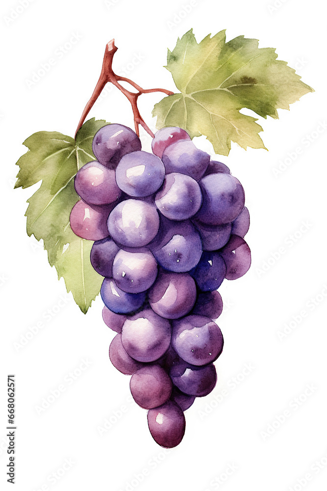 Fototapeta premium grape watercolor clipart cute isolated on white background