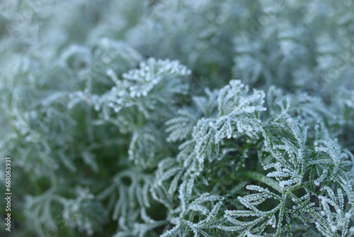 Winter macro Dill. Morning frost on green leaves. Morning plants in an ice crust. Detail of frozen leaves. Frozen plants texture. Hoarfrost in winter. Rime ice crystals on leaves in the garden © Mariia