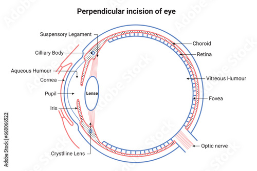 Perpendicular Incision of Eye Science Design Vector Illustration