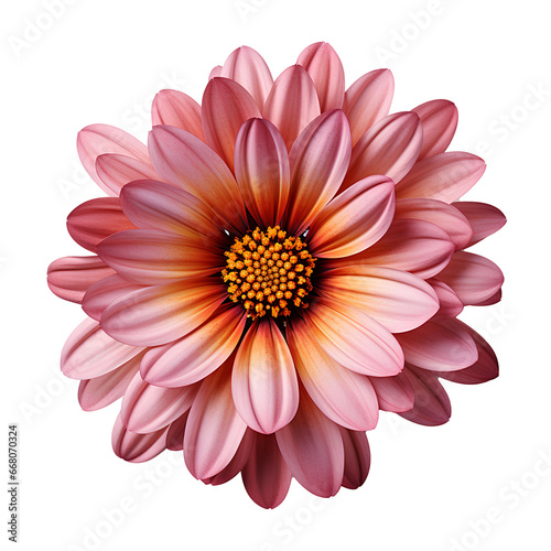 Pink daisy PNG. Pink daisy top view isolated for Mother's day. Flower top view bird's eye view PNG. Flower flat lay PNG. © Divid