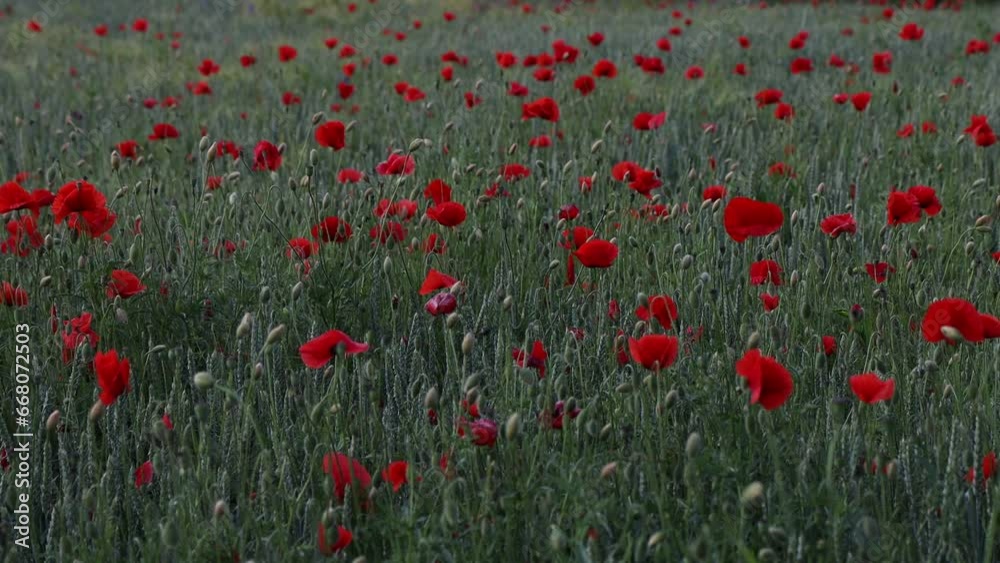 Beautiful red poppies at sunset. Field with blooming poppies. Green stems and red flowers. Beautiful field with poppies at sunset. The rays of the sun illuminate the blooming, red poppies. Beautiful red poppies at sunset. Field with blooming poppies. Green stems and red flowers. Beautiful field with poppies at sunset. The rays of the sun illuminate the blooming, red poppies.