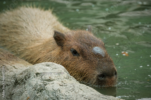 prairie capybara in the water