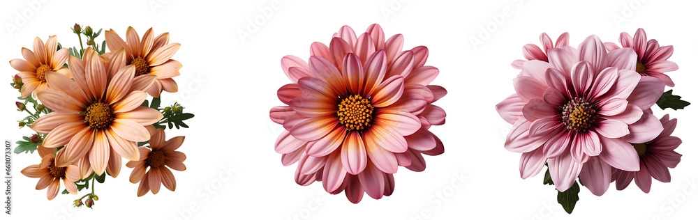 flower isolated png. flower top view png. colourful flowers flat lay isolated png. flowers png