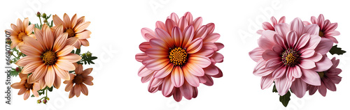 flower isolated png. flower top view png. colourful flowers flat lay isolated png. flowers png © Divid