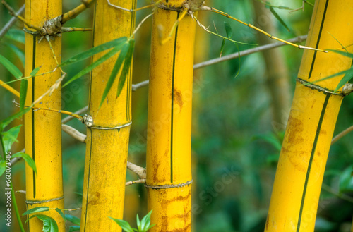 Phyllostachys sulfurea , Bambou photo