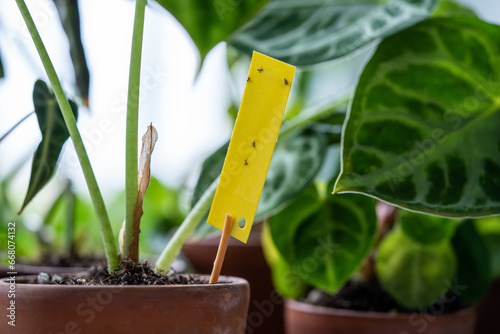 Fungus gnats stuck on yellow sticky trap closeup. Non-toxic flypaper for Sciaridae insect pests around Alocasia houseplant at home garden. Eco plant pest control indoor. 