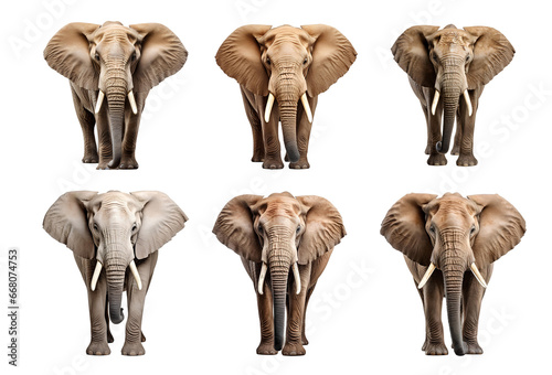 Elephants set png. Set of elephants isolated png. Elephant looking into the camera png. Elephants png. Elephant png. © Divid