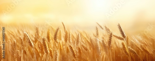 Sunlit Golden Wheat Field