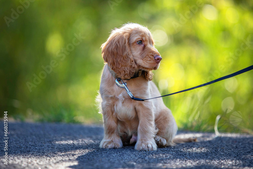 Fotografia Cute little english cocker spaniel on a walk