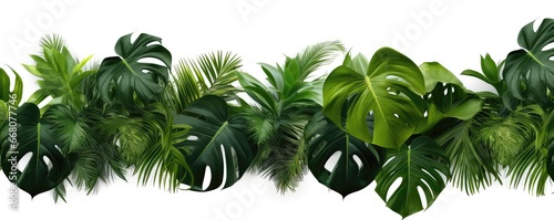 Tropical Plant Foliage Against White Background, Clipping Path Included