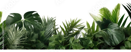 Tropical Plant Foliage Against White Background  Clipping Path Included