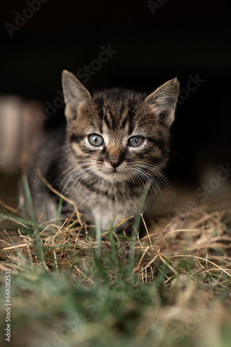 Little cat on the grass.