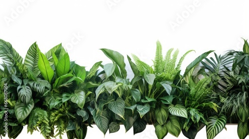 Tropical plant leaves arranged indoors on white background