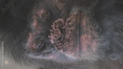 Close-up of the face of an adult gorilla monkey. Vertical video. photo