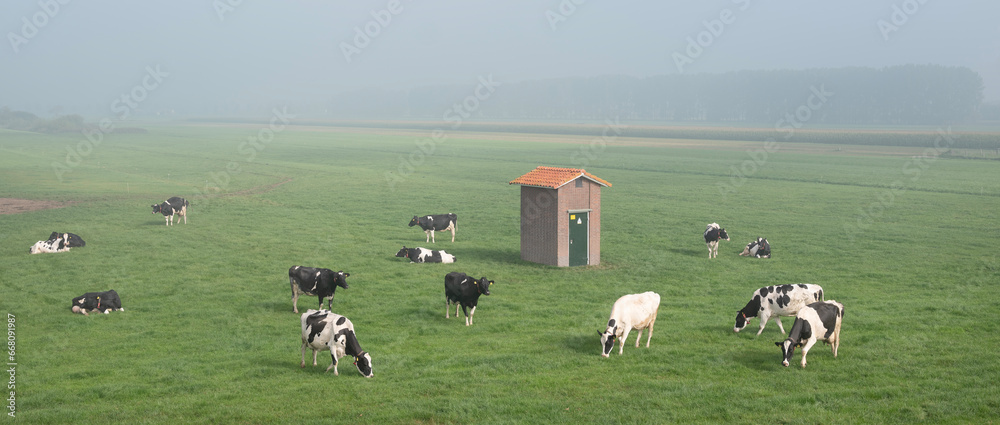 black and white spotted cows in green grassy meadow seen from height of dike black and white spotted cows in green grassy meadow seen from height of dike