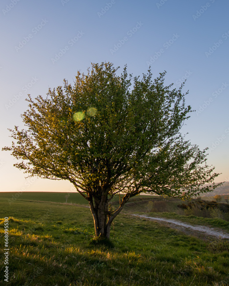 Fototapeta premium Sunset tree