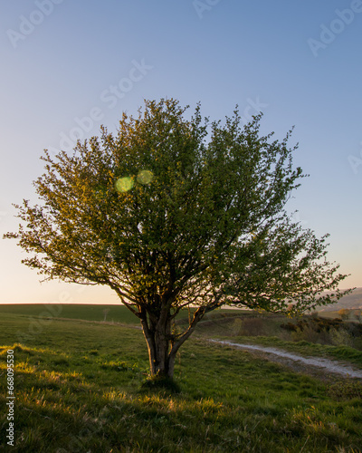 Sunset tree