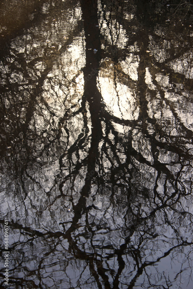 Winter tree reflections against the sun. Winter tree reflections against the sun.