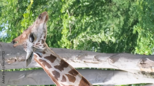A beautiful giraffe is looking at the camera against the background of green trees. Vertical video. photo