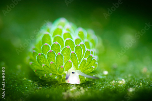  costasiella sp, pink cheek, sheep nudibranch