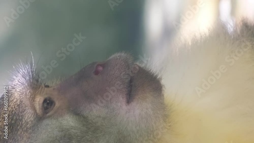 A close-up portrait of a monkey - a genus of hominid in the primate family. Vertical video. photo