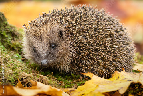 Hedgehog, Scientific name: Erinaceus Europaeus.  Close up of a wild,native  European hedgehog in Autumn, foraging amongst colourful leaves.  Facing front. Copy space.  Horizontal.