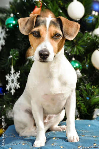 Jack Russell in front of the  christmas timee photo