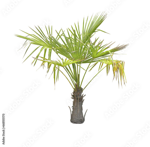 Petit palmier (TRACHYCARPUS fortunei) PNG