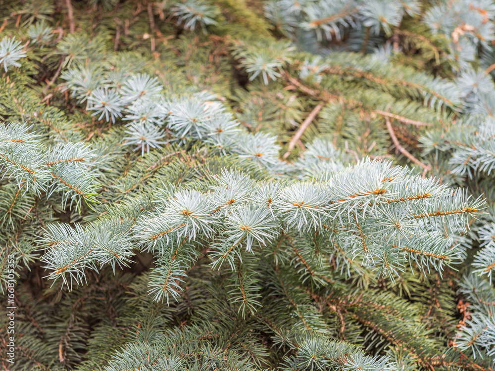 Branches of blue spruce with needles in the sunset light. The blue spruce, Colorado spruce, or Colorado blue spruce, with the Latin name Picea pungens.