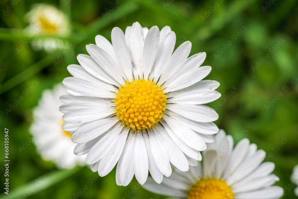 Miniature daisy flowers on green grass in Spring close up 1 Miniature daisy flowers on green grass in Spring close up 1