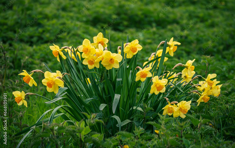 Yellow daffodils flowers on green wild field in Spring Yellow daffodils flowers on green wild field in Spring