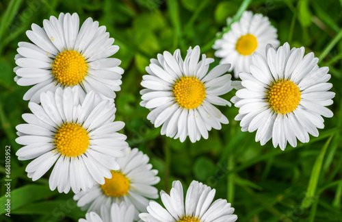 Miniature daisy flowers on green grass in Spring close up 2